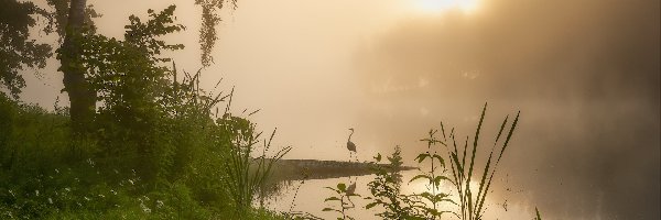 Roślinność, Mgła, Drzewo, Czapla, Jezioro, Wschód słońca