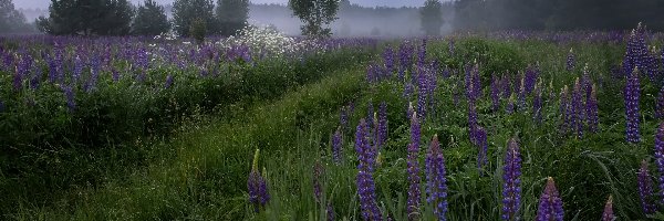 Drzewa, Łubin, Trawa, Mgła, Kwiaty, Łąka