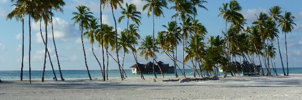 Malediwy, Budynki, Palmy, Morze, Plaża, Wyspa Lankanfushi, Niebo