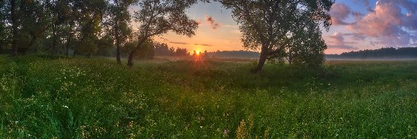 Wschód słońca, Łąki, Drzewa, Roślinność, Trawa