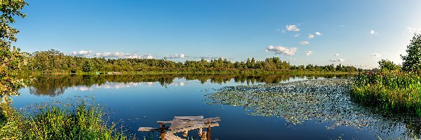 Jezioro, Szuwary, Pomost, Lato, Drzewa