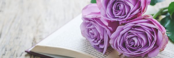 Róże, Książka, Otwarta, Trzy