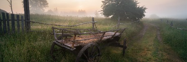 Wóz, Mgła, Drzewa, Łąki, Pola, Drewniany, Ogrodzenie