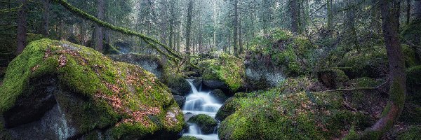 Omszone, Rzeka, Strumień, Kamienie, Drzewa, Las