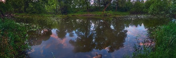 Odbicie, Trawa, Rośliny, Drzewa, Staw, Drzewa, Kłoda