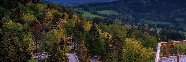 Wieża widokowa, Pomosty, Drzewa, Lasy, Góry, Polska, Powiat nowosądecki, Zachód słońca, Krynica Zdrój