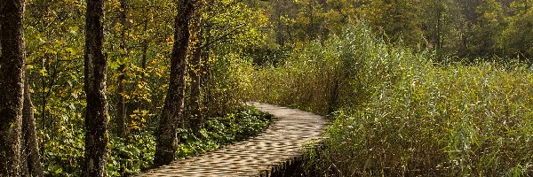 Park Narodowy Jezior Plitwickich, Szuwary, Jezioro, Chorwacja, Pomost, Drzewa