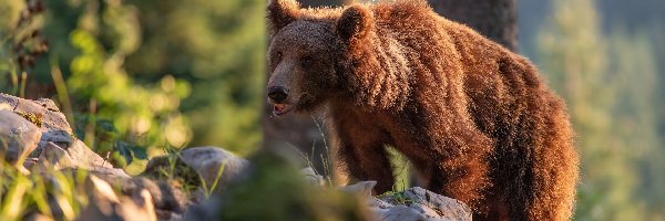 Las, Kamienie, Niedźwiedź brunatny