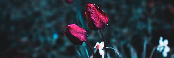 Kwiaty, Krople, Tulipany, Czerwone