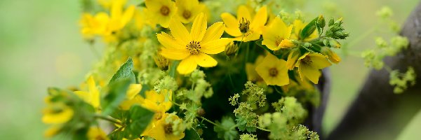 Nachyłek wielkokwiatowy, Kwiaty, Żółte