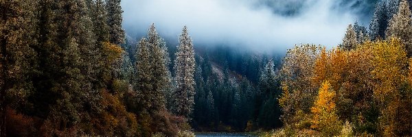 Stany Zjednoczone Jesień, Rzeka, Payette River, Drzewa, Jesień, Stan Idaho, Mgła