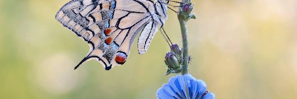 Motyl, Niebieski, Paź królowej, Makro, Kwiat