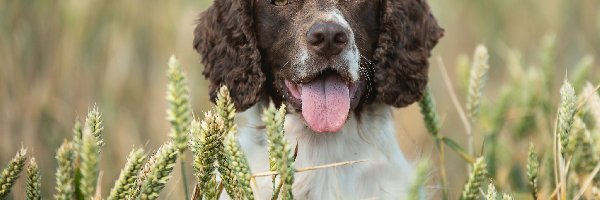 Pies, Zboże, Springer spaniel angielski, Rozmycie, Kłosy