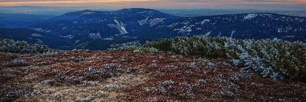 Poranek, Krzewy, Góry, Iglaki, Oszronione