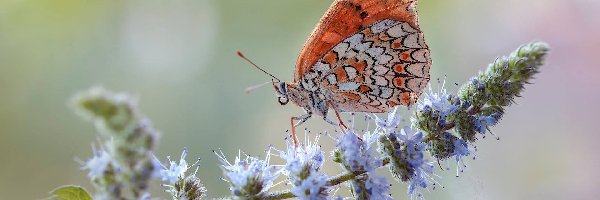 Przeplatka didyma, Kwiat, Roślina, Motyl