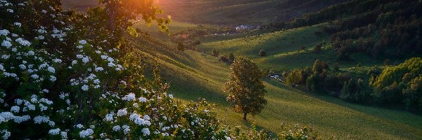 Dolina, Góry, Drzewa, Zachód słońca, Kwiaty, Wzgórze