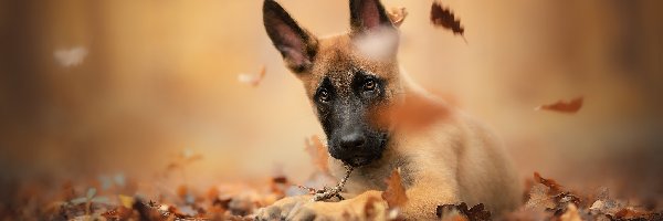 Szczeniak, Liście, Owczarek belgijski Malinois, Pies