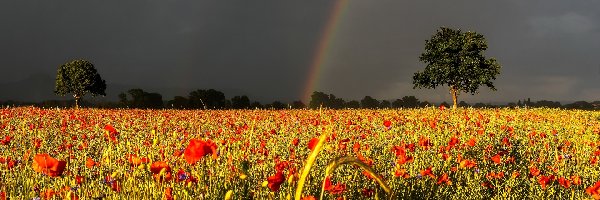 Chmury, Maki, Drzewa, Tęcza, Ciemne, Zachmurzone, Niebo, Łąka