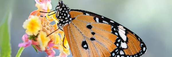 Motyl, Makro, Monarcha złocisty, Kwiat, Roślina