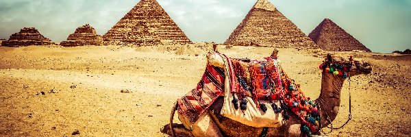 Pustynia, Wielbłąd, Piramidy, Egipt, Giza