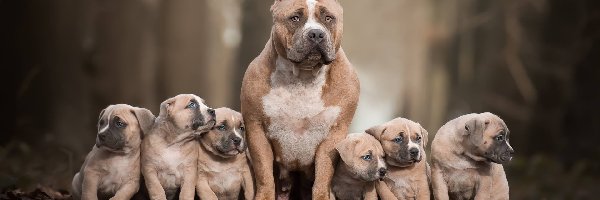 American bully, Szczeniaki, Pies