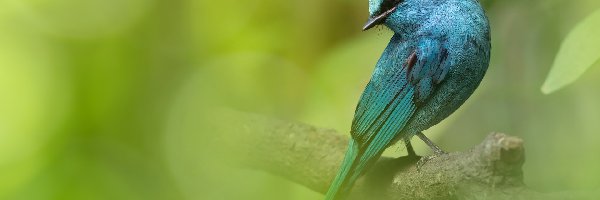 Modrówka seledynowa, Ptak, Turkusowy