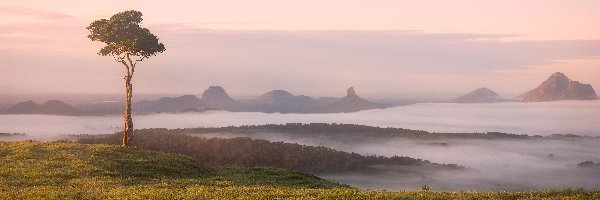 Australia, Mgła, Park Narodowy Glass House Mountains, Góry, Drzewo, Stan Queensland, Maleny