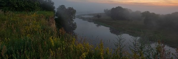 Rzeka, Drzewa, Skarpa, Mgła, Trawa