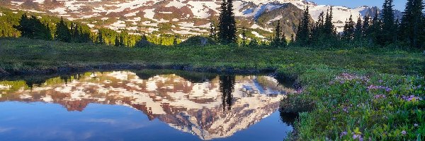 Kwiaty, Łąka, Park Narodowy Mount Rainier, Stan Waszyngton, Stany Zjednoczone, Góry, Drzewa, Stratowulkan Mount Rainier, Kałuża