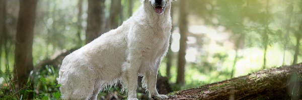 Pies, Pień, Golden retriever, Biały