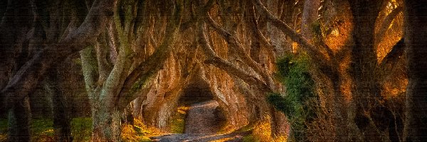 Dark Hedges, Aleja, Irlandia Północna, Hrabstwo Antrim, Bukowa, Drzewa, Buki, Droga