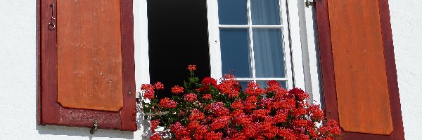 Okno, Pelargonie, Kwiaty, Okiennice, Drewniane