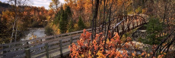 Jesień, Krzewy, Drzewa, Most, Rzeka