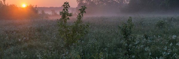 Zachód słońca, Drzewa, Trawa, Mgła, Kwiaty, Łąka