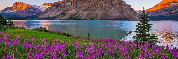 Góra Crowfoot Mountain, Prowincja Alberta, Wschód słońca, Drzewa, Park Narodowy Banff, Jezioro Bow Lake, Kwiaty, Kanada