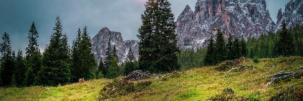 Dolomity, Polana, Wschód słońca, Włochy, Drzewa, Góry