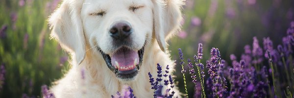 Golden retriever, Lawenda, Uśmiech, Pies