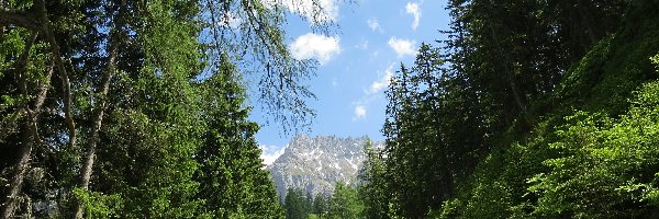 Las, Alpy, Droga, Drzewa, Góry Dachstein, Austria