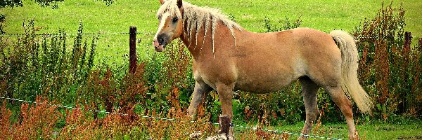 Rasa, Rośliny, Haflinger, Koń