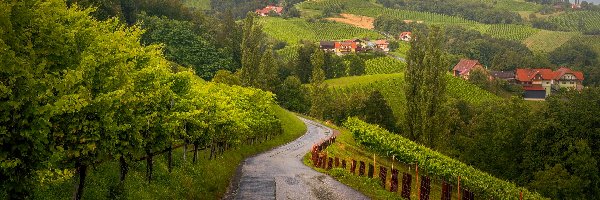 Austria, Pola, Domy, Droga, Winnice, Styria, Sudsteiermark