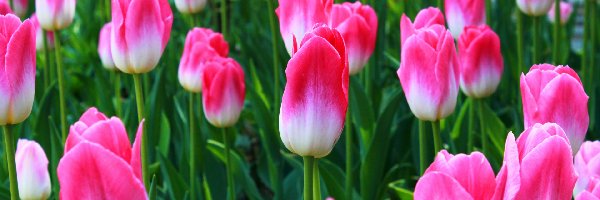 Biało-różowe, Plantacja, Tulipany, Kwiaty
