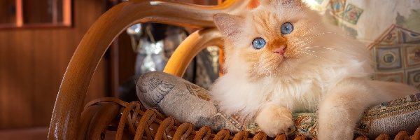 Kot, Oczy, Niebieskie, Bujany, Fotel