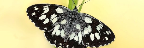 Polowiec szachownica, Motyl, Czarno-biały