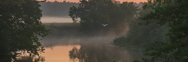 Rzeka, Mgła, Drzewa, Ptak, Poranek