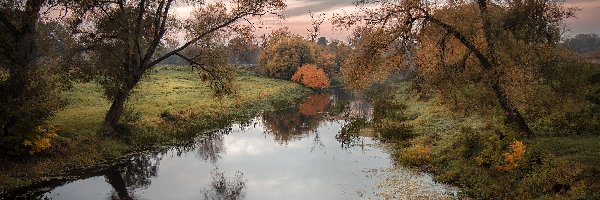 Rzeka, Krzewy, Drzewa, Rośliny, Pożółkłe