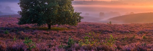 Holandia, Drzewo, Mgła, Wschód słońca, Wrzosowisko, Prowincja Geldria, Park Narodowy Veluwezoom