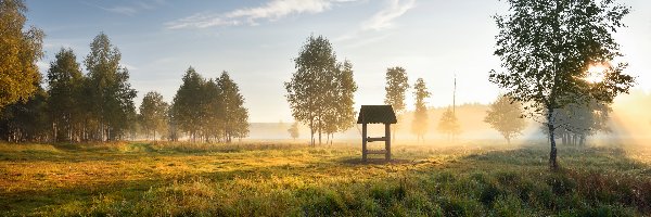 Mgła, Drzewa, Łąka