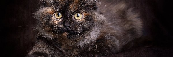 Spojrzenie, Kot, Puszysty