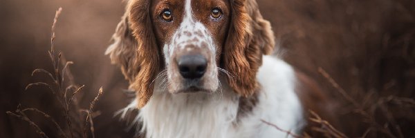 Springer spaniel walijski, Pies