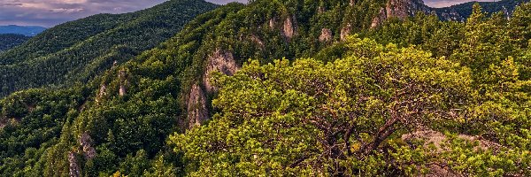 Drzewa, Karpaty Zachodnie, Skały, Słowacja, Szczyt, Góry Strażowskie